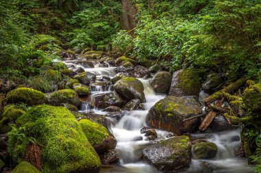 A small stream flowing over the mossy rocks near the bushes in the forest