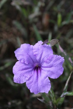 Ruellia Tüberosa 'nın dikey yakın çekimi, aynı zamanda soluk çimen mavi kelebekli minnieroot olarak da bilinir..