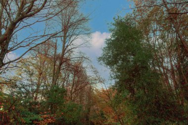 A low angle shot of colorful autumn trees in the forest against the sky