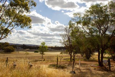 Mavi bulutlu arka planda dağılmış ağaçların güzel manzarası.