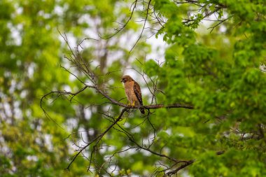 The red-shouldered hawk, Buteo lineatus perched on the branch. Selected focus.