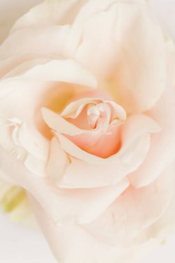 Açık şeftali rengi bir gülün yakın plan çekimi.