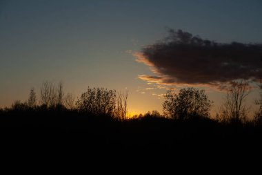 A beautiful shot of trees silhouettes during the sunset