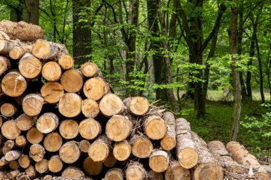 Macaristan 'ın Zalaegerszeg kentindeki Csacs Botanik Bahçesi (Csacsbozsoki Botanik Bahçesi)