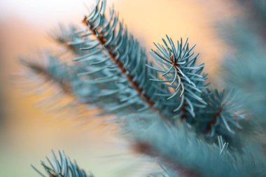 Yeşil ladin yapraklarının yakın plan çekimi.