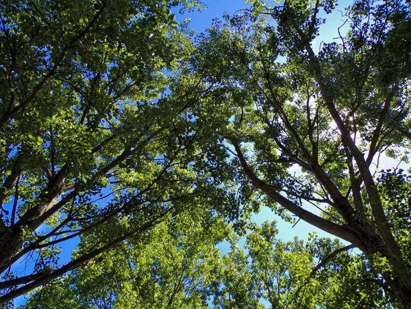Low Angle Shot Blooming Tree Background Blue Sky — Zdjęcie stockowe