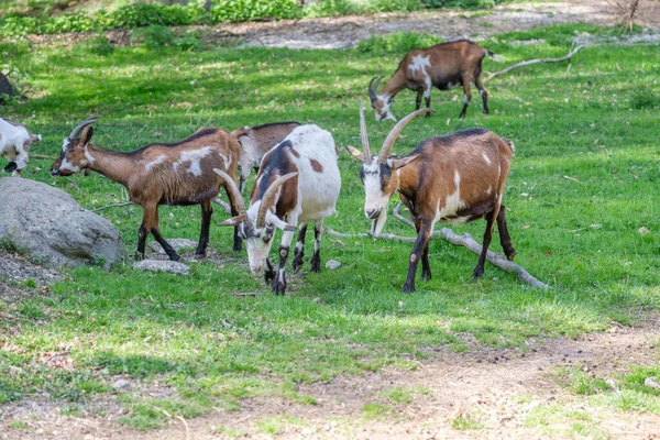 Haag Hayvanat Bahçesindeki Yeşil Alanda Otlayan Bir Keçi Sürüsü — Stok fotoğraf