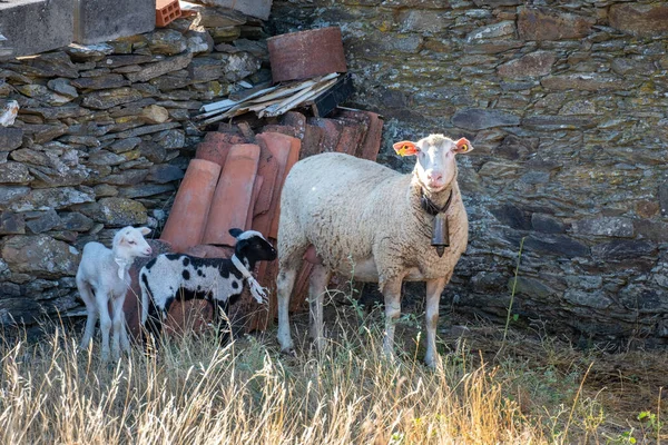 Two Little Baby Sheep Lambs One White One Black White — Stock fotografie