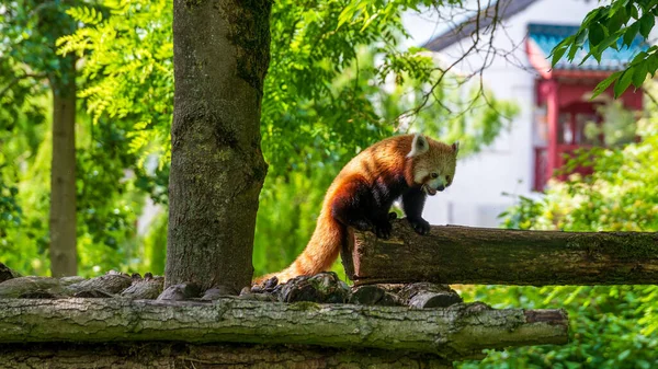 Closeup Red Panda Tree — Stock Fotó