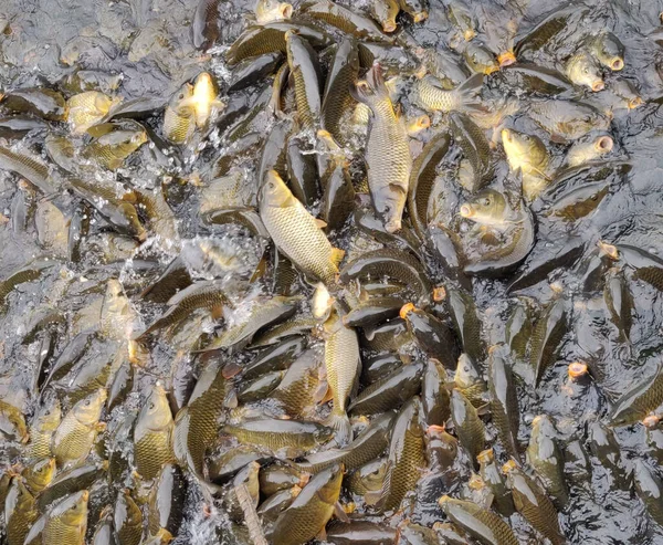 湖のティラピア魚はその自然の美しさで食べ物を待つために — ストック写真