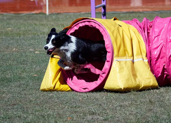 Viele Hindernisse Auf Einem Agility Feld Für Hunde Hunde Bewegen — Stockfoto