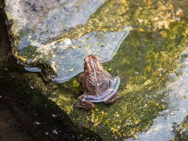 Cane Toad Spawning Pond Its Natural Habitat Spring — Stock Photo, Image