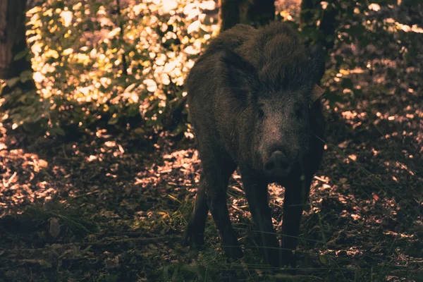 A brown wild hog walking around in a forest