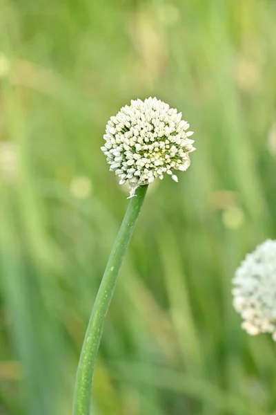 Vertical Shot Long Green Onion Allium Fistulosum Plant Blooming Field — Fotografia de Stock