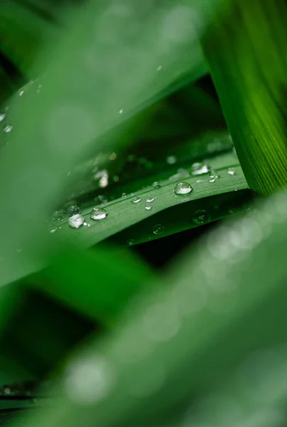 Vertical Shot Green Leaves Covered Water Drops — Stock Photo, Image