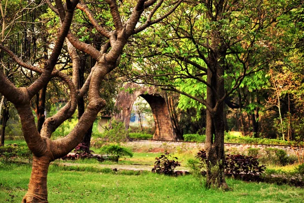 Beautiful Shot Big Trees Park — Stock Photo, Image