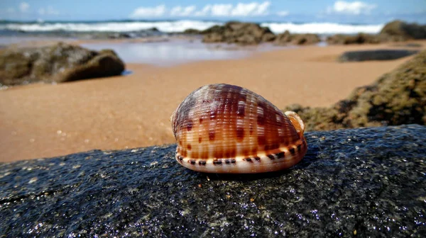 巴西萨尔瓦多 达巴伊亚州沙滩上一枚蜗牛壳的浅谈镜头 — 图库照片