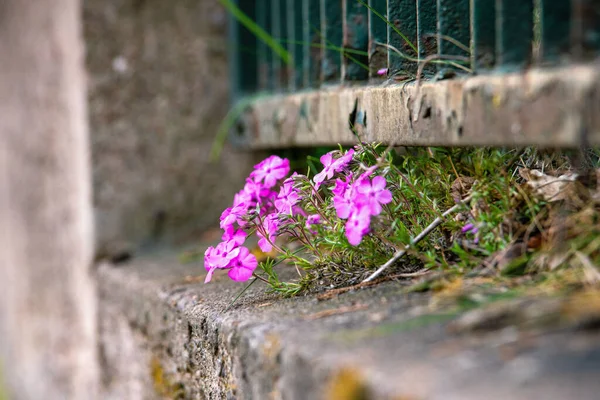 มมองท สวยงามของดอกไม ชมพ บโตบนห นในพ นหล ดเจน — ภาพถ่ายสต็อก