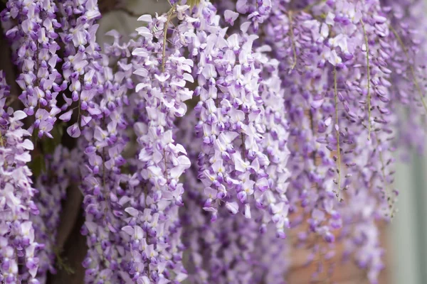ดอกไม วงท สวยงามท บโตในสวนในฤด ใบไม — ภาพถ่ายสต็อก
