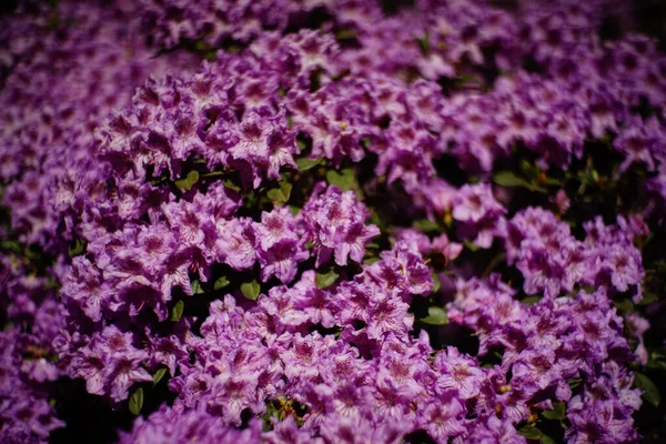 Beau Cliché Fleurs Roses Violettes — Photo