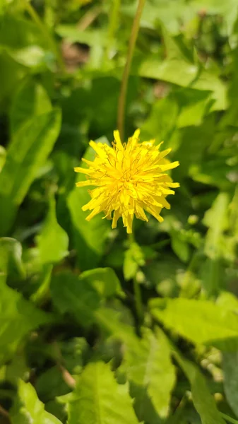 Colpo Verticale Fiore Dente Leone Giallo Sullo Sfondo Foglie Verdi — Foto Stock