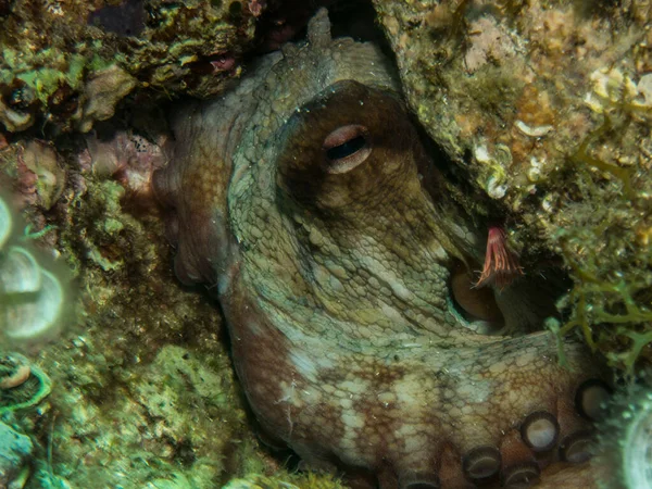 Closeup Shot Common Octopus Octopus Vulgaris — Stock Photo, Image