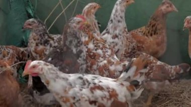 A closeup footage of chickens of different colors walking on the dry grass