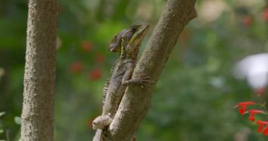 A closeup shot of a brown invasive basilisk on a tree branch against a blurred background