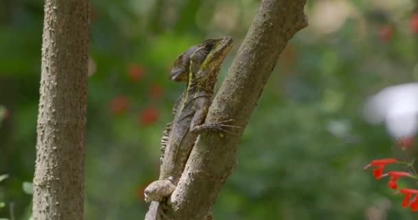 Closeup Shot Brown Invasive Basilisk Tree Branch Blurred Background — Vídeos de Stock