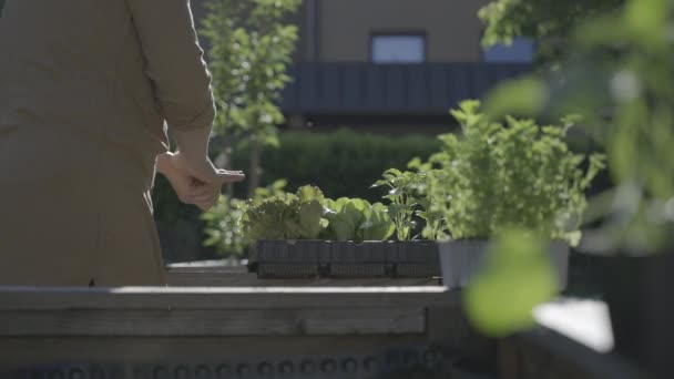 Lady Removing Old Leaves Vegetable Seedling Tray Garden — Vídeo de Stock