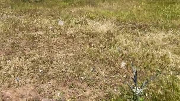 Dry Grass Outdoors Summer — Vídeo de Stock