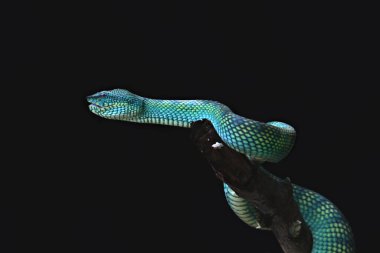 Siyah arka planda bir Sri Lankalı çukur engereği yakın çekim.