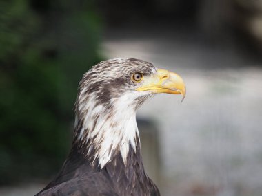 Bir Kel Kartal 'ın (Haliaeetus leucocephalus) yakın çekimi)