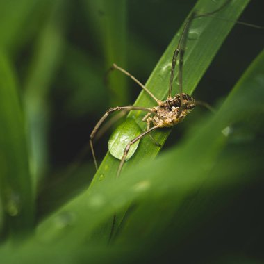 Bir örümceğin puslu çim yaprakları üzerindeki seçici odak noktası.