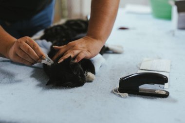 Klinikte tedavi gören bir kedi.