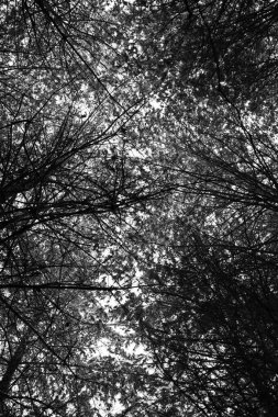 Ormanda büyüyen siyah beyaz güzel ağaçların alçak açılı görüntüsü.