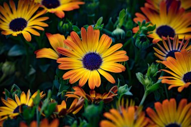 Bahçedeki renkli Afrika papatyalarının manzarası.