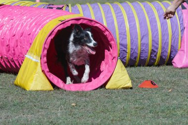 Köpek çevikliği alanında birçok engel var. Köpekler bir aktiviteden diğerine hızla geçiyorlar. Çok eğleniyorlar..
