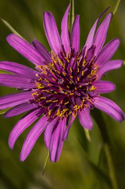 Bulanık bir arkaplanda mor bir keçi sakalı.
