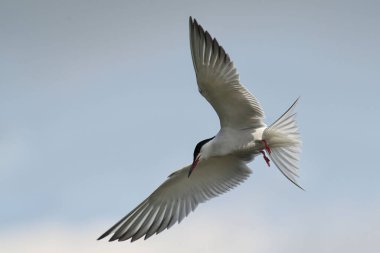 Bulanık bir arka planda kanatları açık uçan sıradan bir deniz kuşudur.