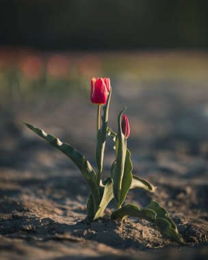 Kırmızı lalelerin arka planda bulanık yapraklarla dikey görüntüsü.