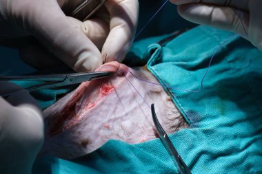 Bir veterinerin bir hayvana ameliyat yaptığı yakın plan bir fotoğraf.