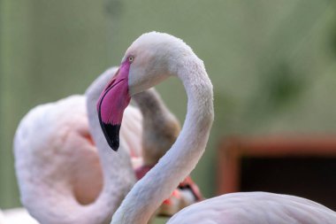 Büyük flamingoların yakın çekimi, Phoenicopterus Roseus.