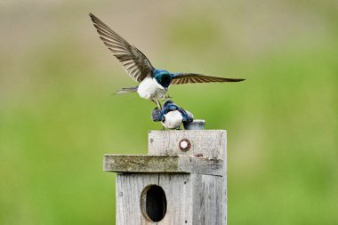 Kuş yuvasının tepesinde çiftleşen iki ağaç kırlangıç kuşunun yakın çekimi bulanık bir çayır arka planda.