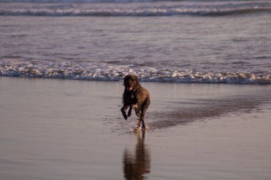 Sahilde koşan ve oynayan sevimli ıslak bir labrador.