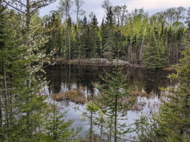 Ağaçlarla çevrili bir nehrin manzarası bulutlu gökyüzünün yansıması.