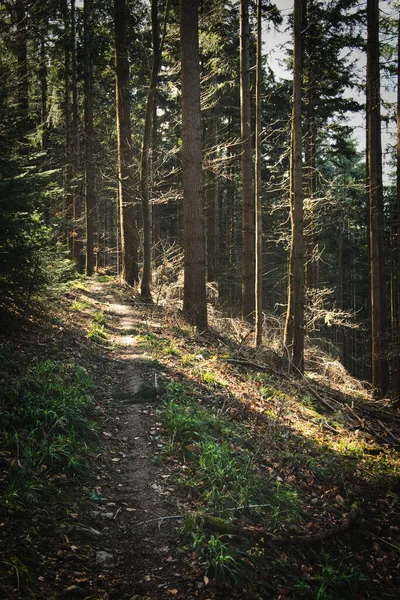 Vue Verticale Forêt Blackwood Près Staufen Breisgau Allemagne — Photo