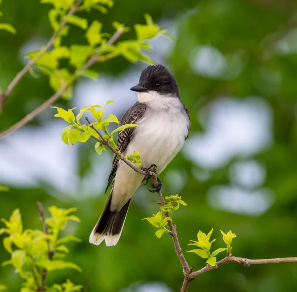 Een Verticale Close Van Oostelijke Koningsvogel Tyrannus Tyrannus Tak Ondiepe — Stockfoto