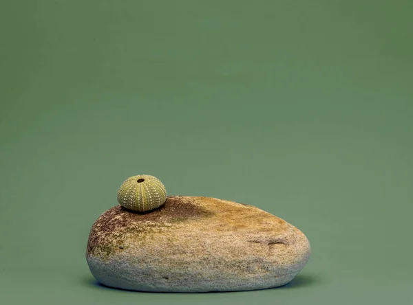 Nahaufnahme Einer Seeigelmuschel Auf Einem Stein Mit Grünem Hintergrund — Stockfoto