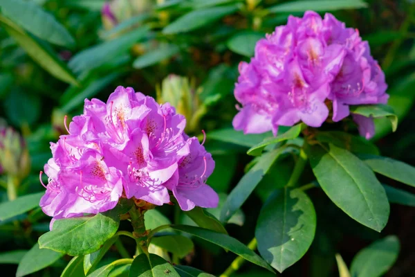 春天里在花园里种的紫色杜鹃的特写 — 图库照片